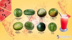 how to pick a watermelon