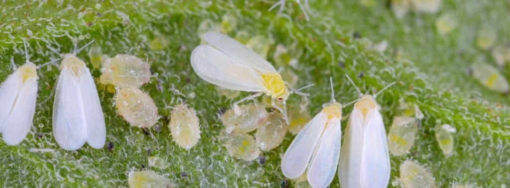 How to Avoid Pests in Your Home and Garden