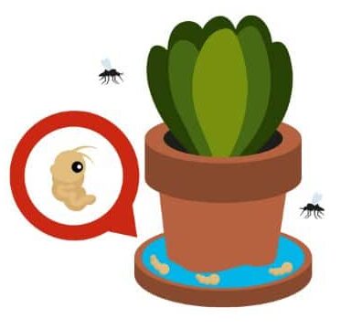 Garden Pest Prevention Strategies